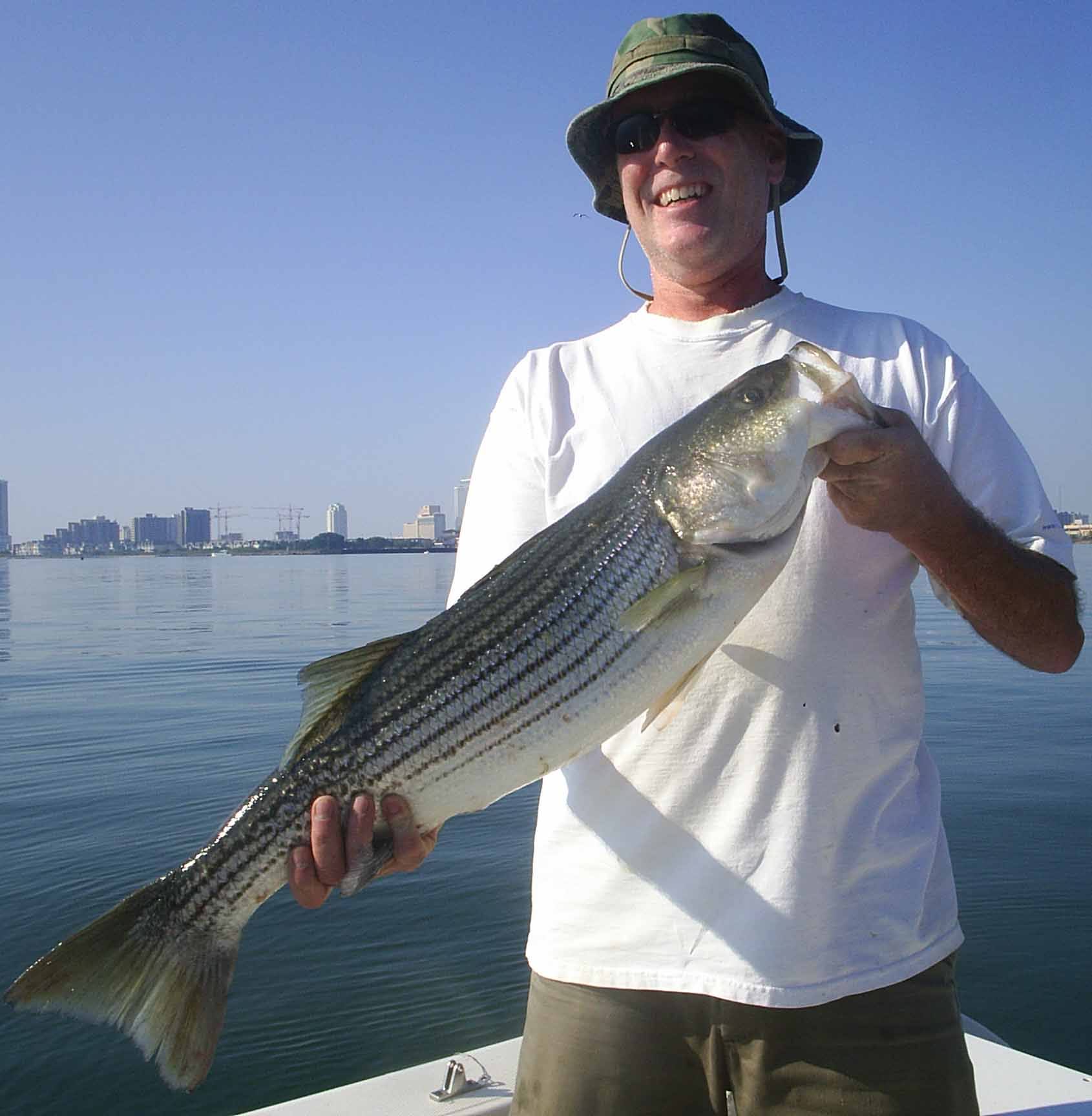 Striper or striped bass are lots of fun to catch!