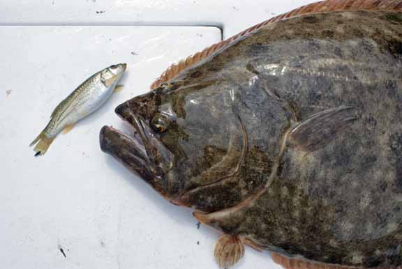 Huge doormat fluke can be caught near Atlantic City and Brigantine in South Jersey.