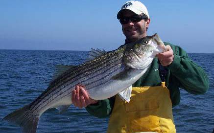 Atlantic City fishing produced this striped bass, striper in the ocean