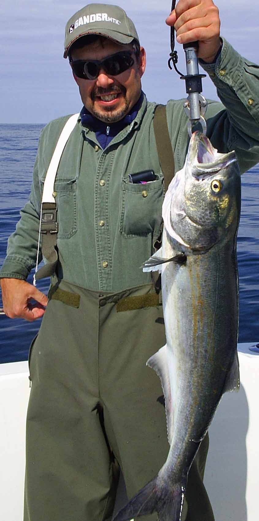 bluefish in Southern New Jersey