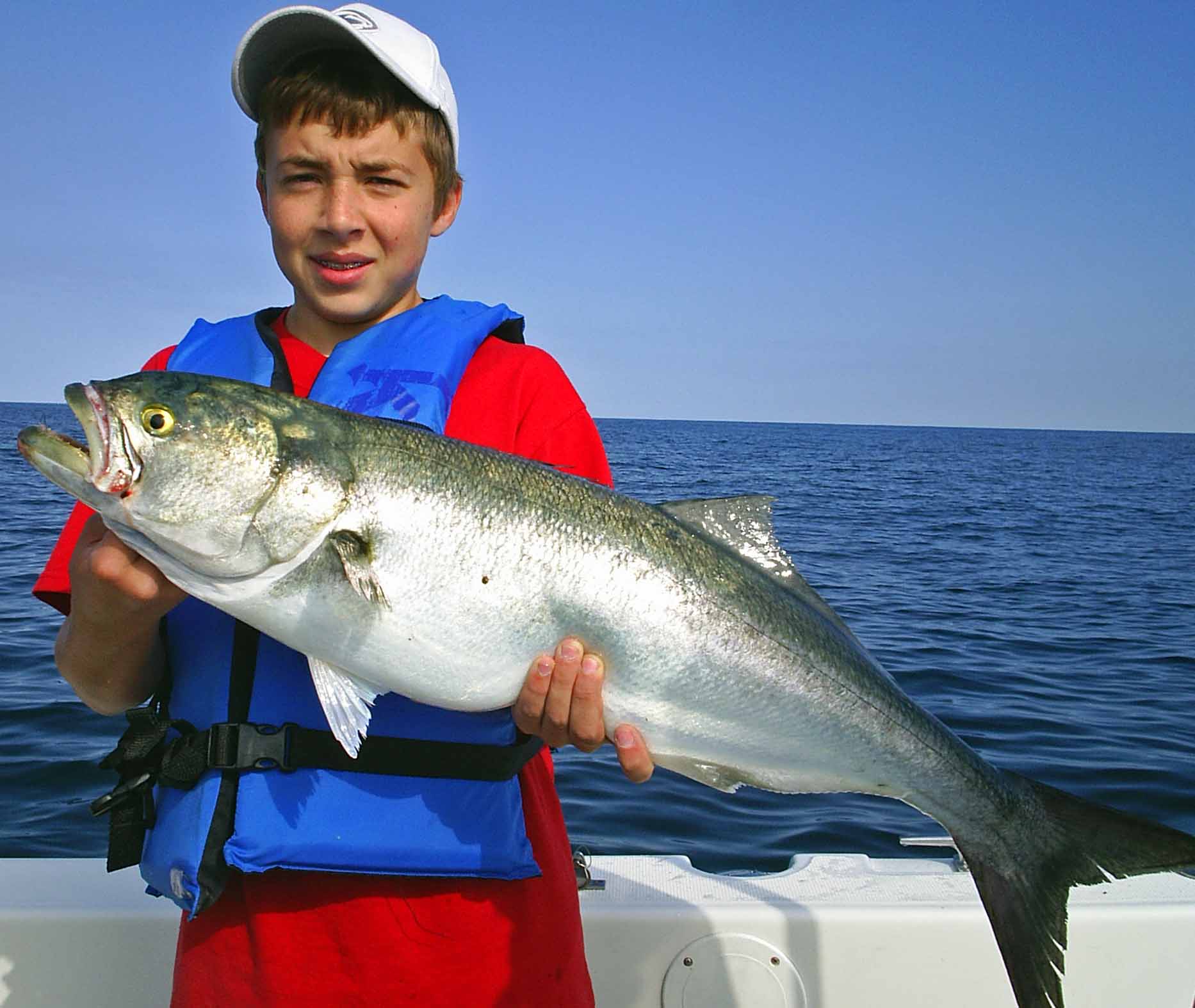 Bluefish caught with Time Out Charters, Absecon, New Jersey